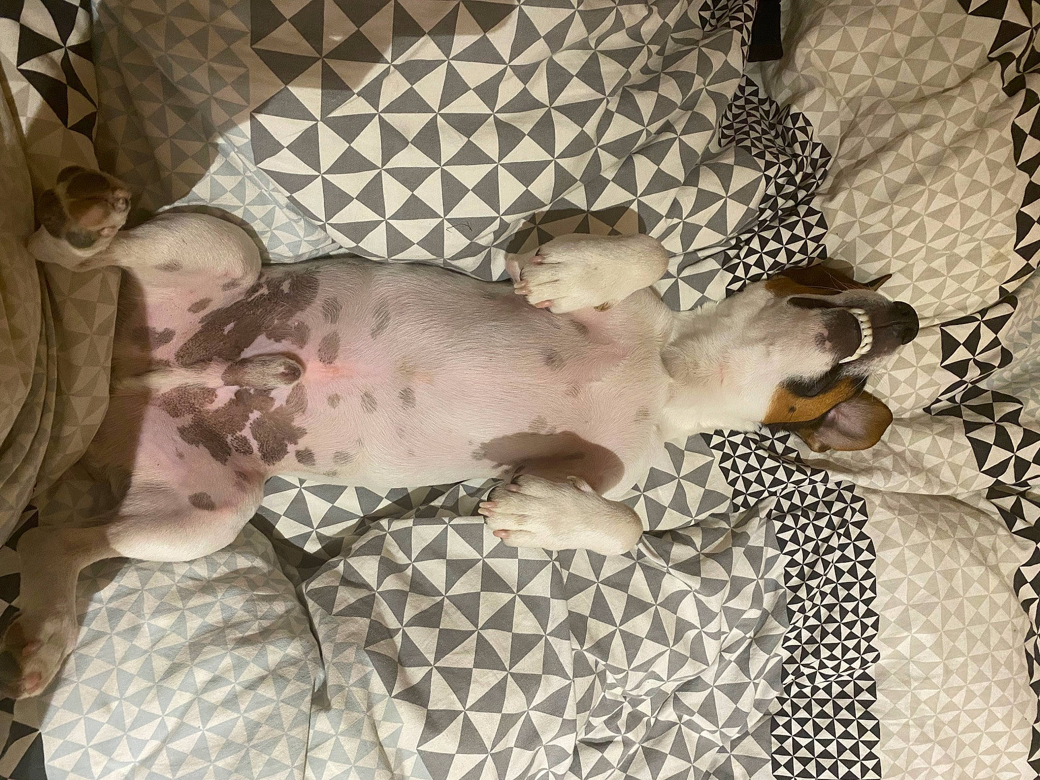 Max participe au concours pour gagner de l'argent avec cette photo : bed_sheet, bedding, canidae, carnivore, comfort, companion_dog, dog, dog_breed, fawn, flooring, fur, grey, linens, pattern, room, sporting_group, tail, toy_dog, wood, working_animal