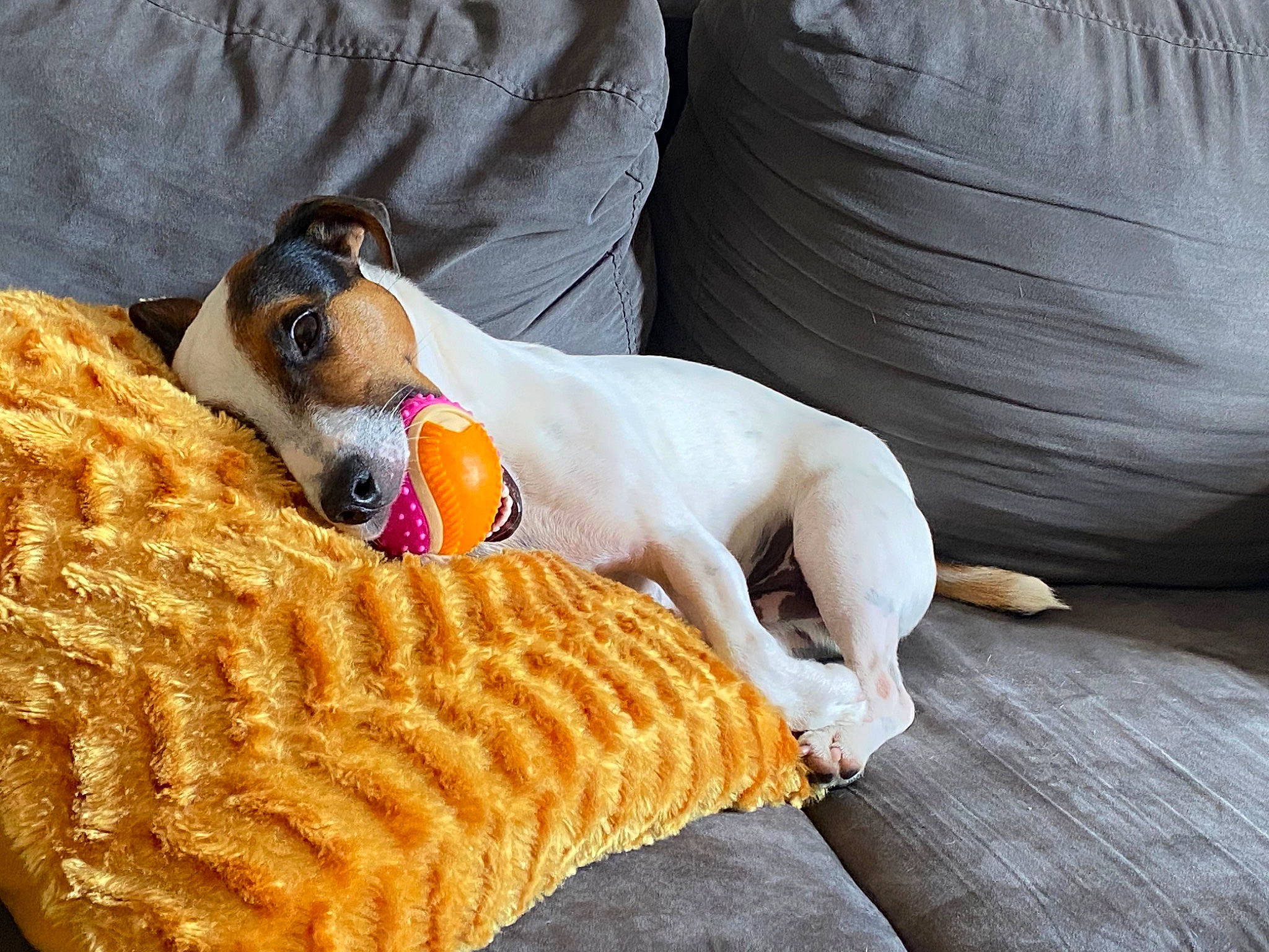 Max participe au concours pour gagner de l'argent avec cette photo : basket, canidae, carnivore, comfort, companion_dog, couch, dog, dog_bed, dog_breed, dog_supply, fawn, felidae, linens, pet_supply, small_to_medium_sized_cats, sporting_group, stuffed_toy, toy, wood, working_animal