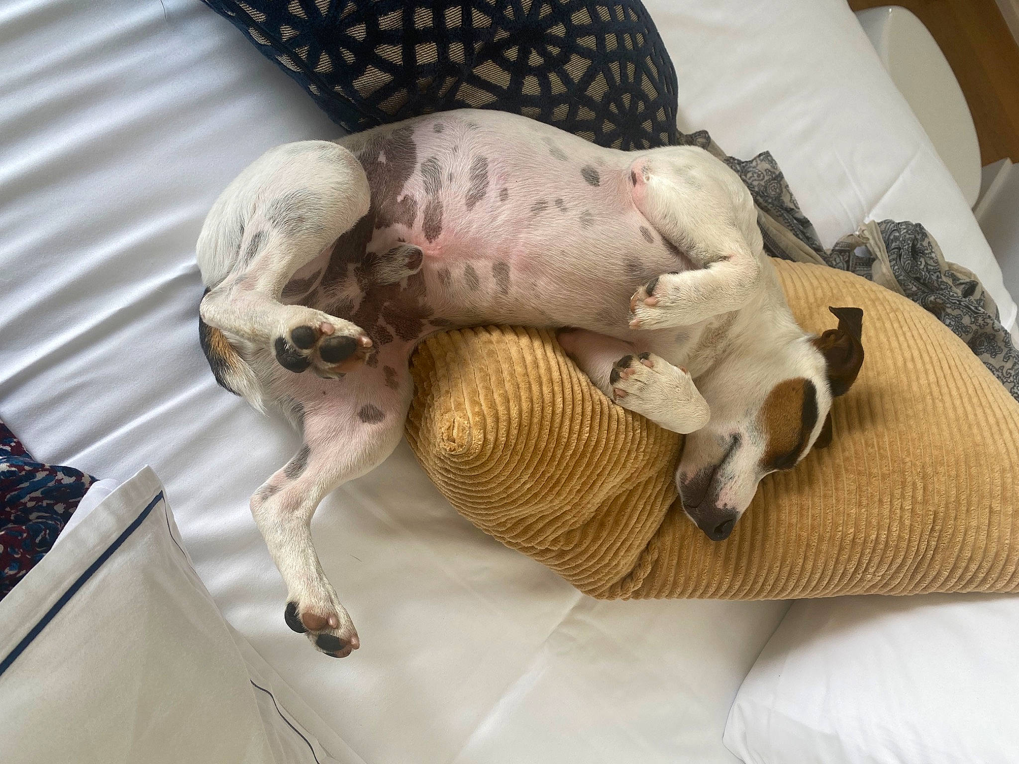 Max a rejoint le concours — aidez-le/la à gagner de superbes lots ! baby_products, bedding, canidae, carnivore, comfort, companion_dog, couch, dog, dog_breed, dog_supply, fawn, felidae, fur, linens, nap, paw, snout, sporting_group, tail, toy_dog