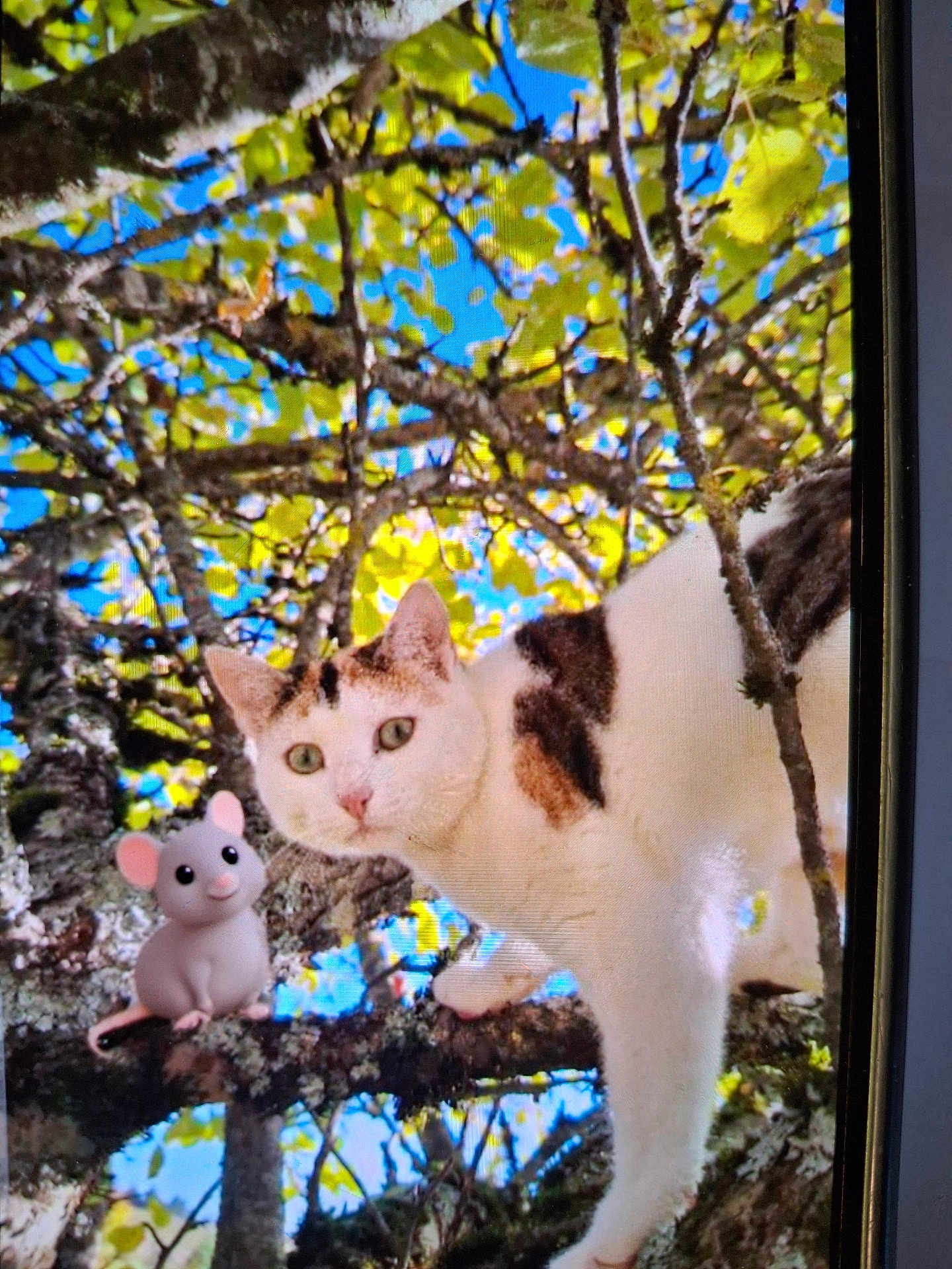 Vicky participe au concours pour gagner de l'argent avec cette photo : cat, tree, branch, leaves, sky, animal, outdoor, nature, mouse_cartoon, pet, feline, greenery, daylight, curious, wildlife, playful, cute, mammal, closeup, wood