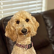 Penny joined the competition — help win amazing prizes! dog, golden_doodle, pet, collar, leopard_print, fur, ears, couch, leather, window_blinds, indoor, portrait, animal, cute, domestic_animal, mammal, whiskers, seated, brown, soft_light