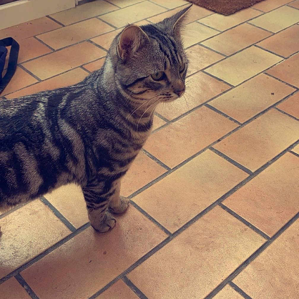 Tayson participe au concours pour gagner de l'argent avec cette photo : abyssinian, animal, architecture, brick, building, cat, door, egyptiancat, hardwood, herbal, herbs, housing, kitten, manx, path, pet, plant, slate, tile, walkway