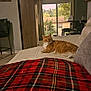 cat, indoor, couch, blanket, plaid, window, curtains, plant, chair, furniture, home, pet, orange_cat, relaxed, daylight, living_room, door, house, tree, cozy