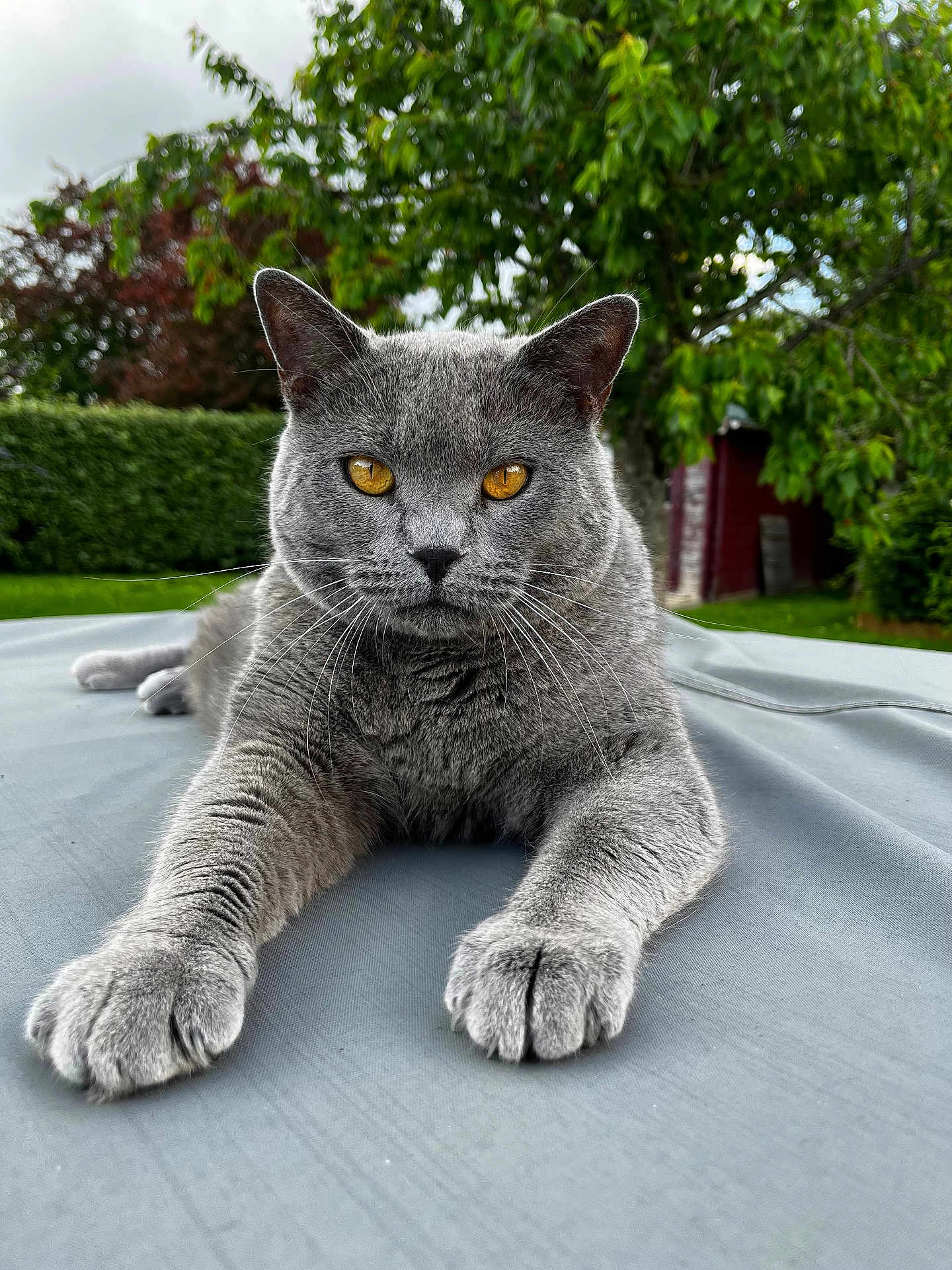 Nabou a rejoint le concours — aidez-le/la à gagner de superbes lots ! cat, gray_cat, animal, pet, outdoor, garden, greenery, fur, whiskers, eyes, face, paws, relaxed, nature, red_shed, closeup, portrait, mammal, feline, soft_surface