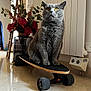 Nabou participe au concours pour gagner de l'argent avec cette photo : cat, gray_cat, skateboard, indoor, floor, flower_vase, lamp, yellow_eyes, pet, feline, whiskers, fur, home, decor, plant, wheel, animal, sitting, looking_up, domestic