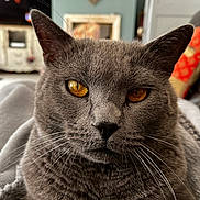 Nabou participe au concours pour gagner de l'argent avec cette photo : cat, gray_cat, close_up, amber_eyes, whiskers, fur, pet, domestic_cat, indoor, blanket, cozy, living_room, furniture, couch, soft_texture, relaxed, animal, mammal, portrait, focused