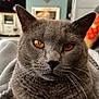 cat, gray_cat, close_up, amber_eyes, whiskers, fur, pet, domestic_cat, indoor, blanket, cozy, living_room, furniture, couch, soft_texture, relaxed, animal, mammal, portrait, focused