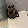 Nabou participe au concours pour gagner de l'argent avec cette photo : cat, gray_cat, amber_eyes, bathroom, tile_wall, glass_shower, water_droplets, floor, pet, curious, sitting, indoor, feline, animal, whiskers, tail, clean, modern, corner, looking_up