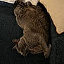 cat, sleeping, gray_cat, fluffy, pet, feline, cozy, indoor, blanket, pillow, resting, fur, cute, animal, domestic_cat, relaxation, closeup, soft, lying_down, comfortable
