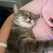 Ruby joined the competition — help win amazing prizes! cat, tabby_cat, sleeping, relaxed, pet, animal, gray_fur, striped_fur, whiskers, paws, close_up, indoor, bedroom, pink_clothing, lap, cuddling, cozy, portrait, nap, cute