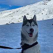 Snow participe au concours pour gagner de l'argent avec cette photo : animal, blue_eyes, canine, cold, daylight, dog, happy, harness, husky, landscape, leash, mountain, nature, outdoor, pet, portrait, sitting, sky, snow, winter