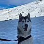 animal, blue_eyes, canine, cold, daylight, dog, happy, harness, husky, landscape, leash, mountain, nature, outdoor, pet, portrait, sitting, sky, snow, winter