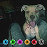 animal, app_interface, canine, closeup, collar, colorful_icons, cute, dark_background, dim_light, dog, flash, happy, indoor, pet, puppy, red_eyes, seat, sitting, textured_surface, tongue_out