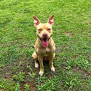 Kalei joined the competition — help win amazing prizes! dog, animal, pet, grass, outdoor, nature, canine, happy, tongue_out, ears, sitting, greenery, field, smiling, mammal, cute, friendly, daylight, playful, portrait