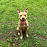 dog, animal, pet, grass, outdoor, nature, canine, happy, tongue_out, ears, sitting, greenery, field, smiling, mammal, cute, friendly, daylight, playful, portrait