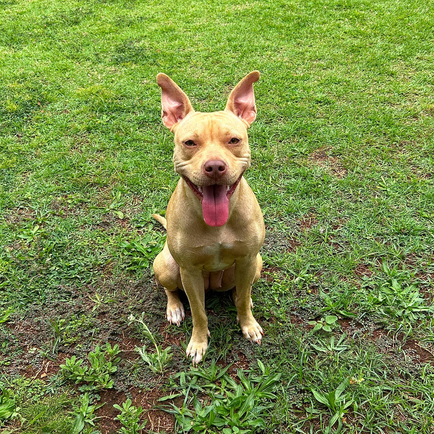 Kalei joined the competition — help win amazing prizes! dog, animal, pet, grass, outdoor, nature, canine, happy, tongue_out, ears, sitting, greenery, field, smiling, mammal, cute, friendly, daylight, playful, portrait