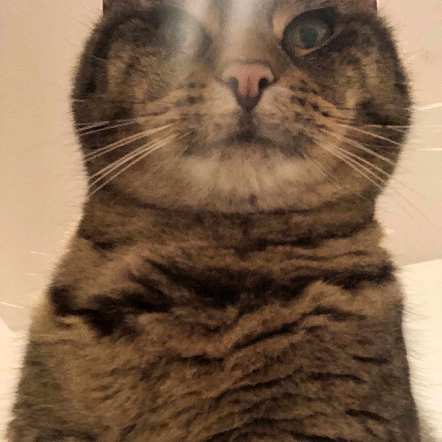 Ms. Pretty is registered to the contest to win money with this photo: american_shorthair, american_wirehair, asian, british_shorthair, california_spangled, carnivore, cat, domestic_short_haired_cat, european_shorthair, felidae, fur, mammal, small_to_medium_sized_cats, snout, tabby_cat, vertebrate, whiskers