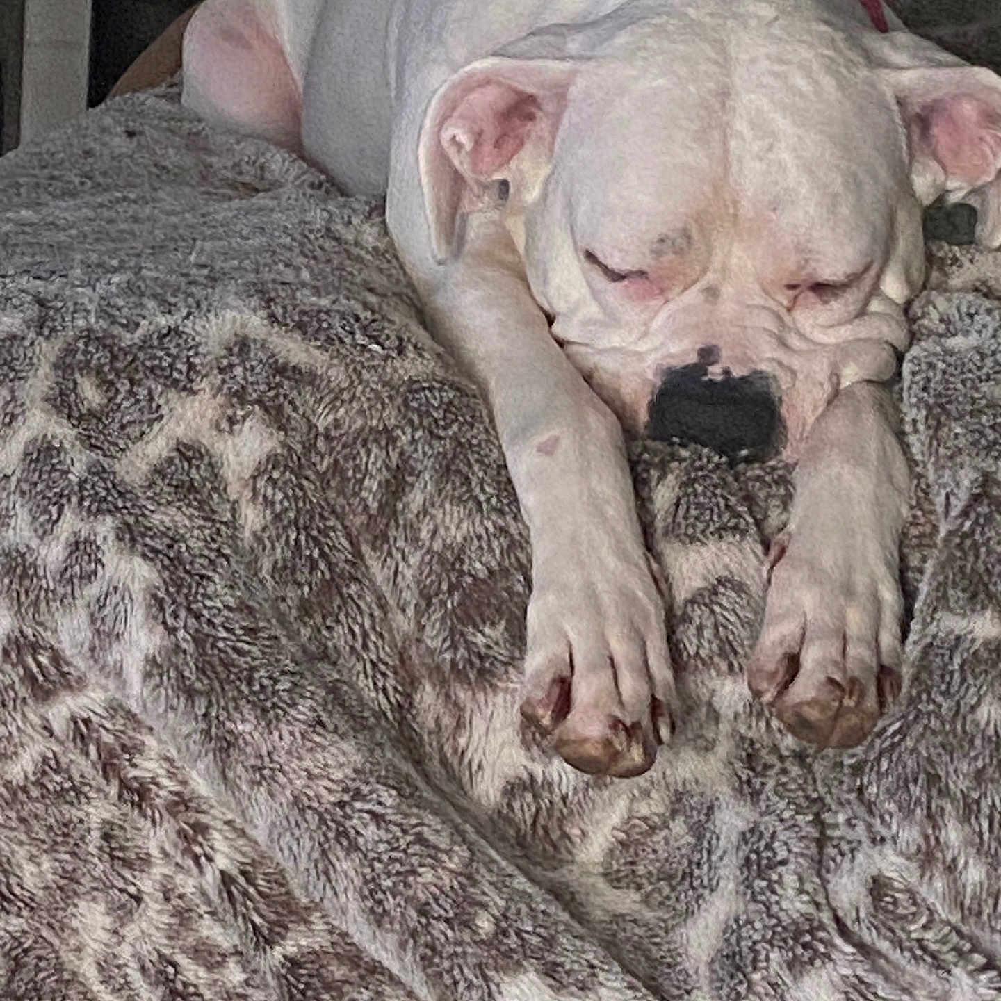 Beretta Rose is registered to the contest to win money with this photo: animal, bear, bed, bedroom, blanket, boxer, bulldog, canine, couch, dog, frenchbulldog, furniture, indoors, person, pet, pitbull, puppy, quilt, room, sleeping