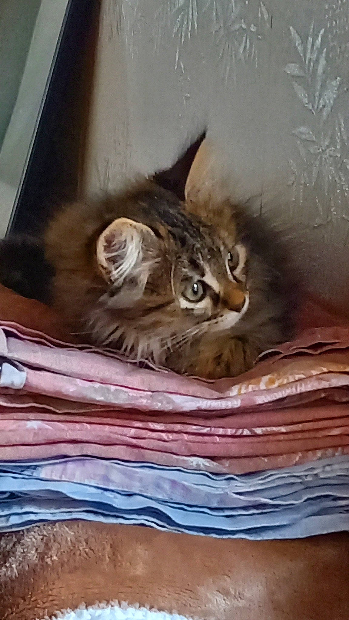 Rockette participe au concours pour gagner de l'argent avec cette photo : asian, carnivore, cat, domestic_long_haired_cat, domestic_short_haired_cat, dragon_li, european_shorthair, fawn, felidae, kitten, maine_coon, mammal, norwegian_forest_cat, pixie_bob, small_to_medium_sized_cats, somali, tabby_cat, whiskers