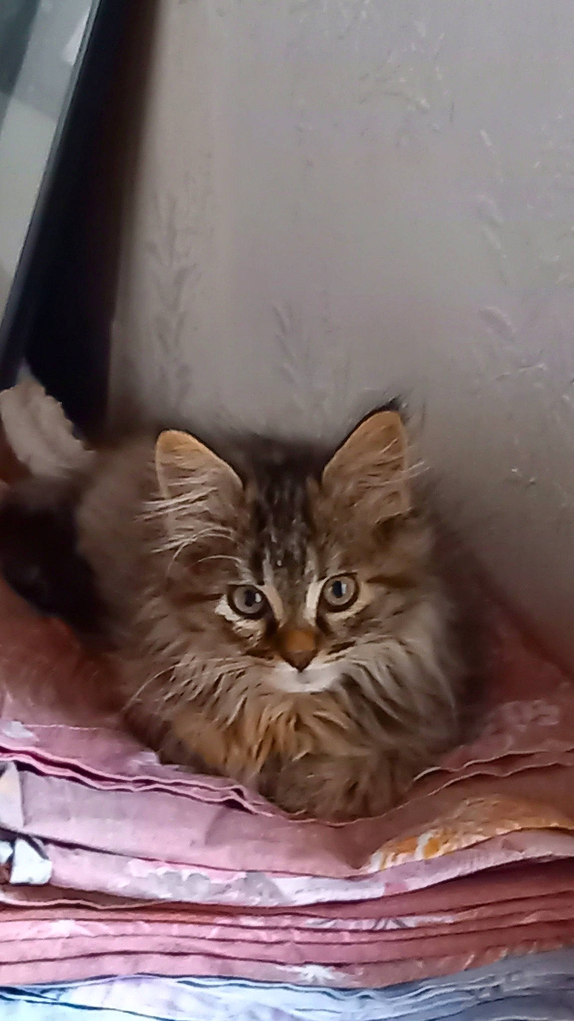 Rockette participe au concours pour gagner de l'argent avec cette photo : asian, asian_semi_longhair, british_longhair, british_semi_longhair, carnivore, cat, domestic_long_haired_cat, domestic_short_haired_cat, fawn, felidae, kitten, maine_coon, mammal, norwegian_forest_cat, persian, pixie_bob, ragamuffin, siberian, small_to_medium_sized_cats, whiskers