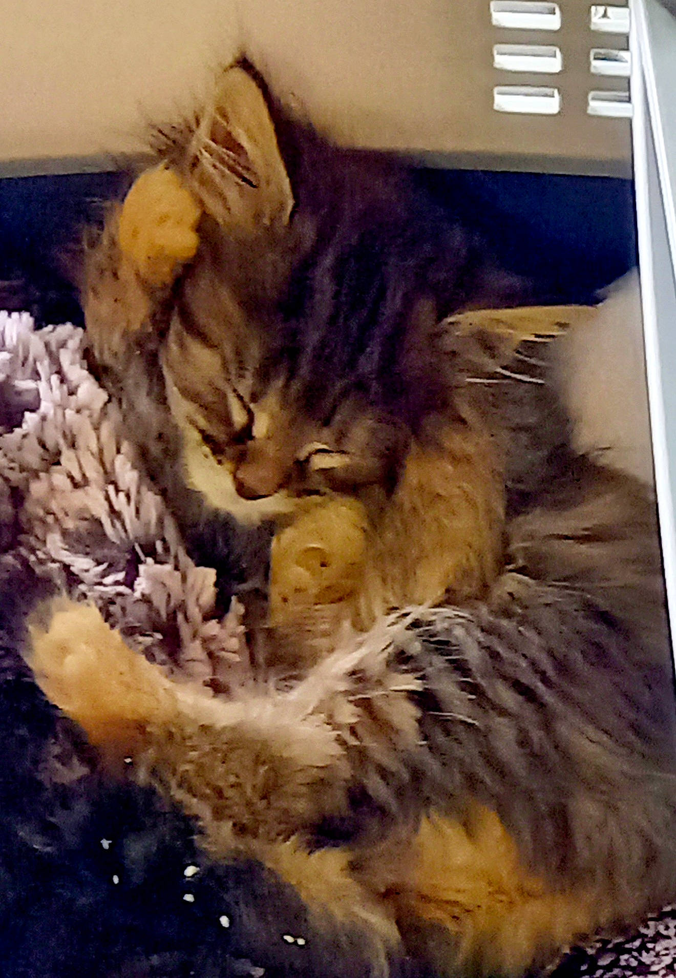 Rockette a rejoint le concours — aidez-le/la à gagner de superbes lots ! american_curl, british_semi_longhair, carnivore, cat, domestic_long_haired_cat, domestic_short_haired_cat, dragon_li, european_shorthair, felidae, fur, kitten, maine_coon, nap, norwegian_forest_cat, pixie_bob, siberian, small_to_medium_sized_cats, snout, tabby_cat, whiskers