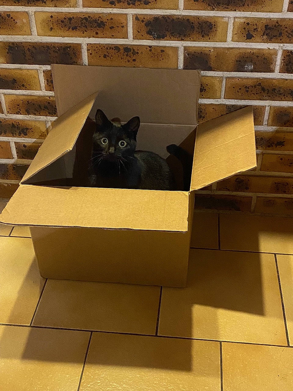 Reglisse participe au concours pour gagner de l'argent avec cette photo : box, brick, brickwork, brown, building_material, cardboard, carnivore, carton, cat, felidae, flooring, hardwood, packaging_and_labeling, pet_supply, rectangle, shipping_box, small_to_medium_sized_cats, tints_and_shades, whiskers, wood