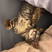 Ginger is registered to the contest to win money with this photo: kitten, cat, sleeping, tabby, fur, cozy, blanket, paws, cute, pet, indoor, resting, young, animal, feline, soft, relaxation, comfort, bed, adorable