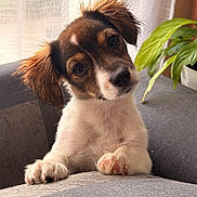 Happy a rejoint le concours — aidez-le/la à gagner de superbes lots ! puppy, dog, pet, cute, fur, ears, couch, indoor, plant, curtains, cozy, paw, light, portrait, animal, companion, whiskers, brown, white, curious