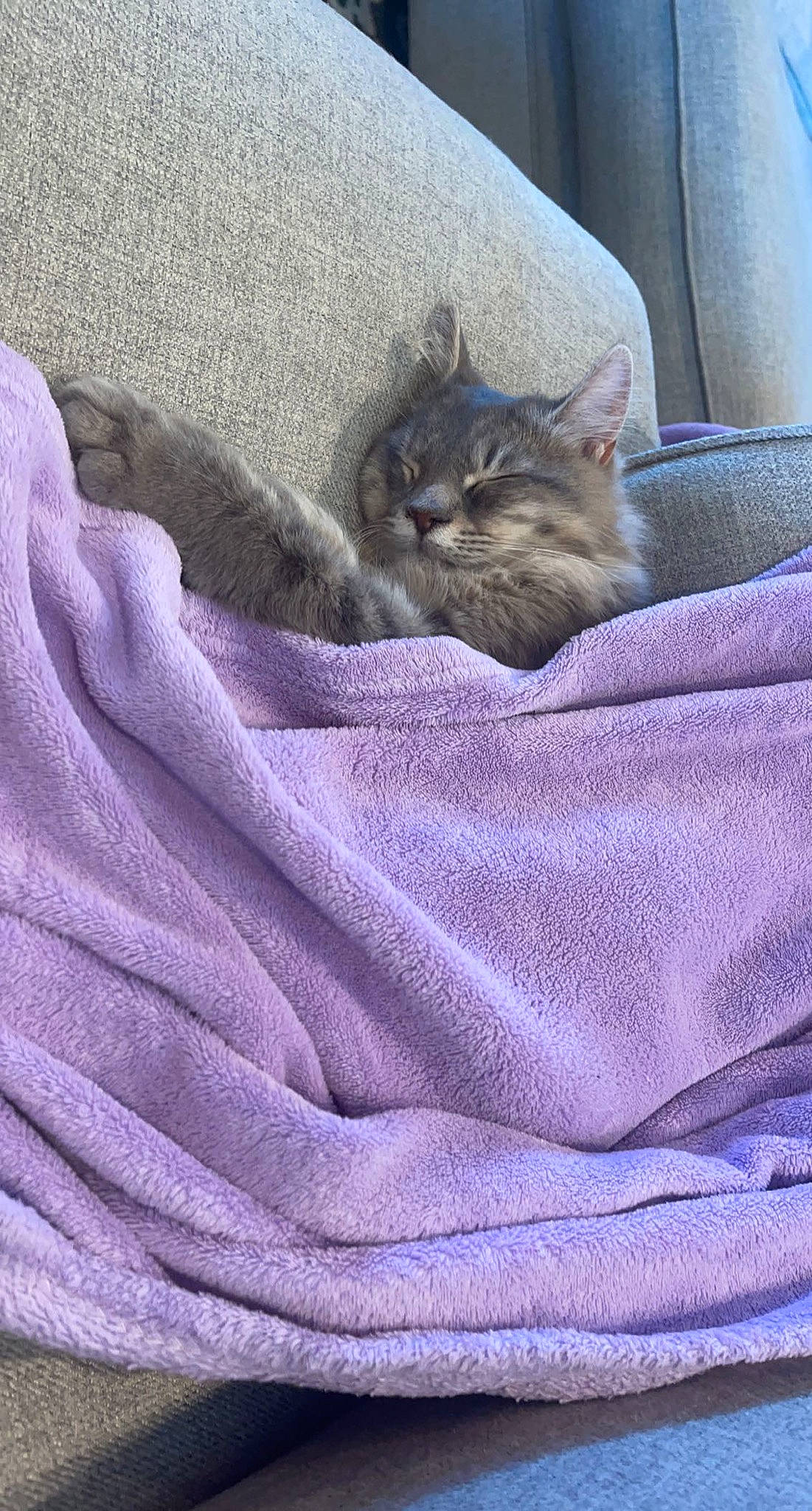 Fluffy is registered to the contest to win money with this photo: bed_sheet, bedding, blanket, carnivore, cat, comfort, electric_blue, felidae, fur, grey, linens, magenta, pattern, plant, purple, sleeve, small_to_medium_sized_cats, terrestrial_animal, textile, whiskers