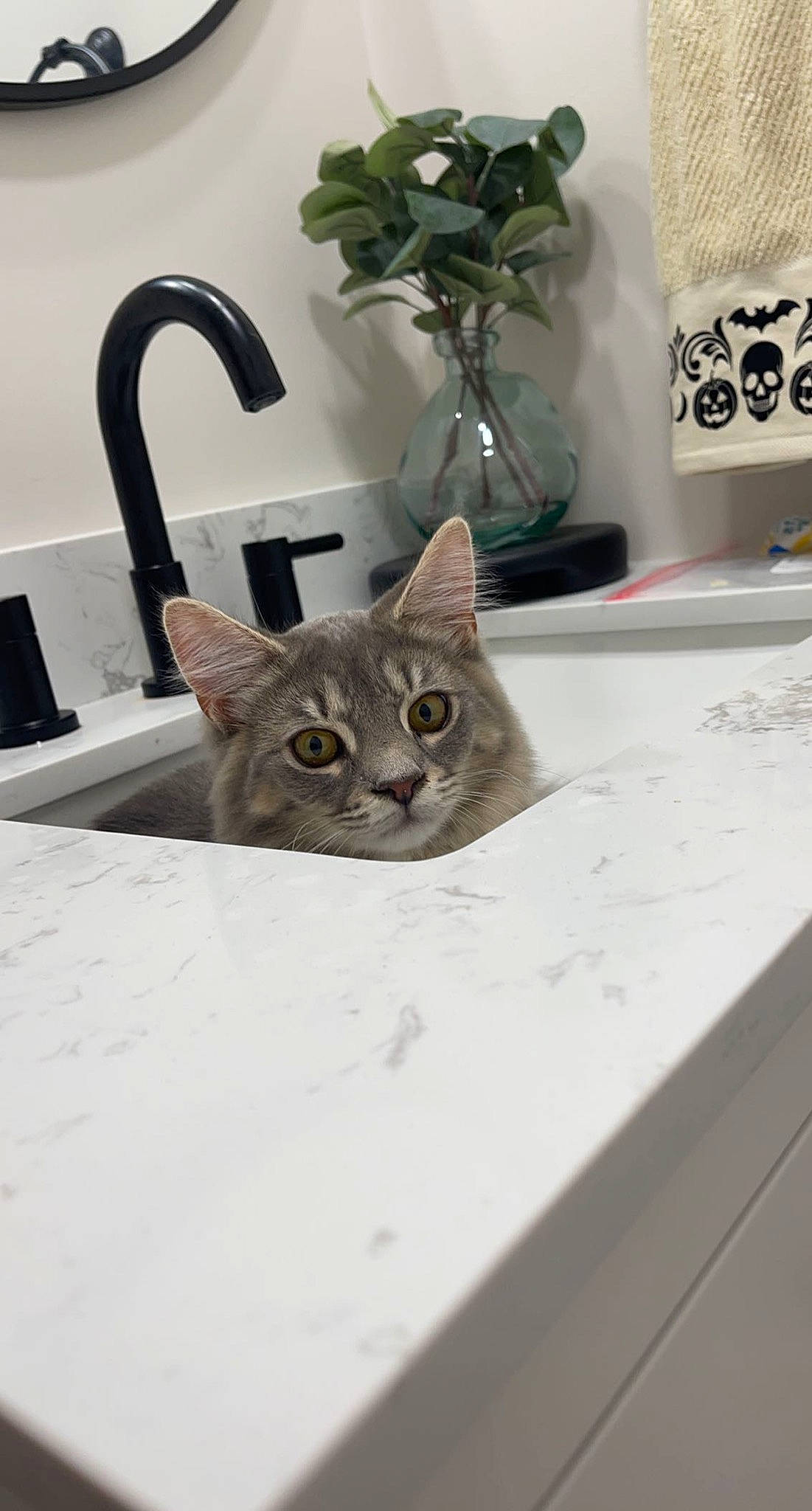 Fluffy joined the competition — help win amazing prizes! carnivore, cat, chair, domestic_short_haired_cat, felidae, flooring, flowerpot, grey, hardwood, houseplant, pet_supply, plant, plumbing_fixture, room, small_to_medium_sized_cats, terrestrial_animal, whiskers