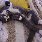 Youyou participe au concours pour gagner de l'argent avec cette photo : cat, gray_cat, white_paws, sleeping, relaxed, fluffy, blanket, striped_blanket, yellow_pillow, cozy, indoor, pet, feline, resting, cute, soft_texture, couch, domestic_animal, nap, fur