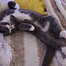 cat, gray_cat, white_paws, sleeping, relaxed, fluffy, blanket, striped_blanket, yellow_pillow, cozy, indoor, pet, feline, resting, cute, soft_texture, couch, domestic_animal, nap, fur