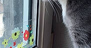 Youyou a rejoint le concours — aidez-le/la à gagner de superbes lots ! cat, window, curious, gray_cat, white_paws, flower_stickers, wooden_windowsill, indoor, side_profile, pet, animal, natural_light, looking_out, domestic_cat, feline, whiskers, ears, close_up, quiet, still_life