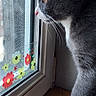 cat, window, curious, gray_cat, white_paws, flower_stickers, wooden_windowsill, indoor, side_profile, pet, animal, natural_light, looking_out, domestic_cat, feline, whiskers, ears, close_up, quiet, still_life