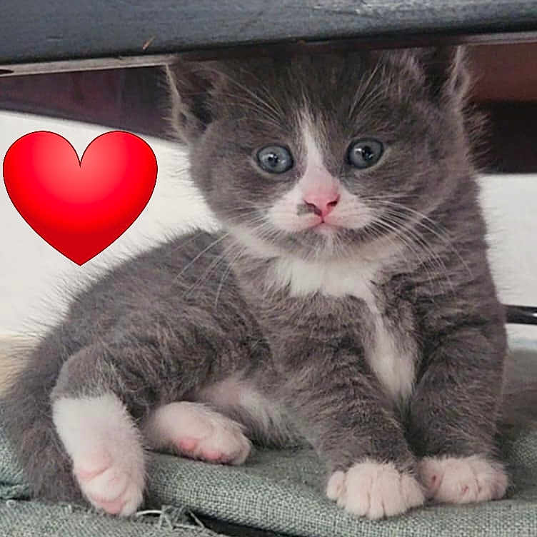 Youyou participe au concours pour gagner de l'argent avec cette photo : kitten, cat, gray_cat, white_paws, pink_nose, blue_eyes, cute, fluffy, pet, indoor, resting, feline, animal, small, young, adorable, heart_emoji, soft_fur, paw, curious