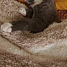 Youyou participe au concours pour gagner de l'argent avec cette photo : cat, kitten, sleeping, cozy, blanket, fur, pet, indoor, cute, resting, paws, whiskers, soft, warm, relaxed, animal, feline, bed, comfort, nap