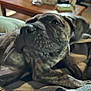 dog, brindle, close_up, indoor, blanket, table, blurred_background, pet, animal, resting, canine, fur, snout, ears, cozy, homedecor, living_room, relaxed, soft_focus, comfort