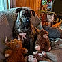 dog, stuffed_animal, plush_toy, couch, quilted_blanket, living_room, wood_paneling, plant, pot_plant, window, furniture, brown_dog, brindle, seated, pet, indoor, relaxing, decor, soft_toy, cozy