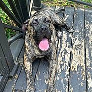 Lyric joined the competition — help win amazing prizes! dog, canine, brindle, tongue_out, outdoor, deck, wood, weathered, pet, animal, resting, sunlight, happy, tongue, paw, laying_down, nature, greenery, fence, relaxed