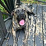 dog, canine, brindle, tongue_out, outdoor, deck, wood, weathered, pet, animal, resting, sunlight, happy, tongue, paw, laying_down, nature, greenery, fence, relaxed