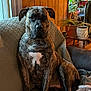 dog, brindle, couch, indoor, pet, seated, furniture, plant, window, home, decor, quilted, brown, white, canine, relaxed, domestic, comfort, animal, living_room