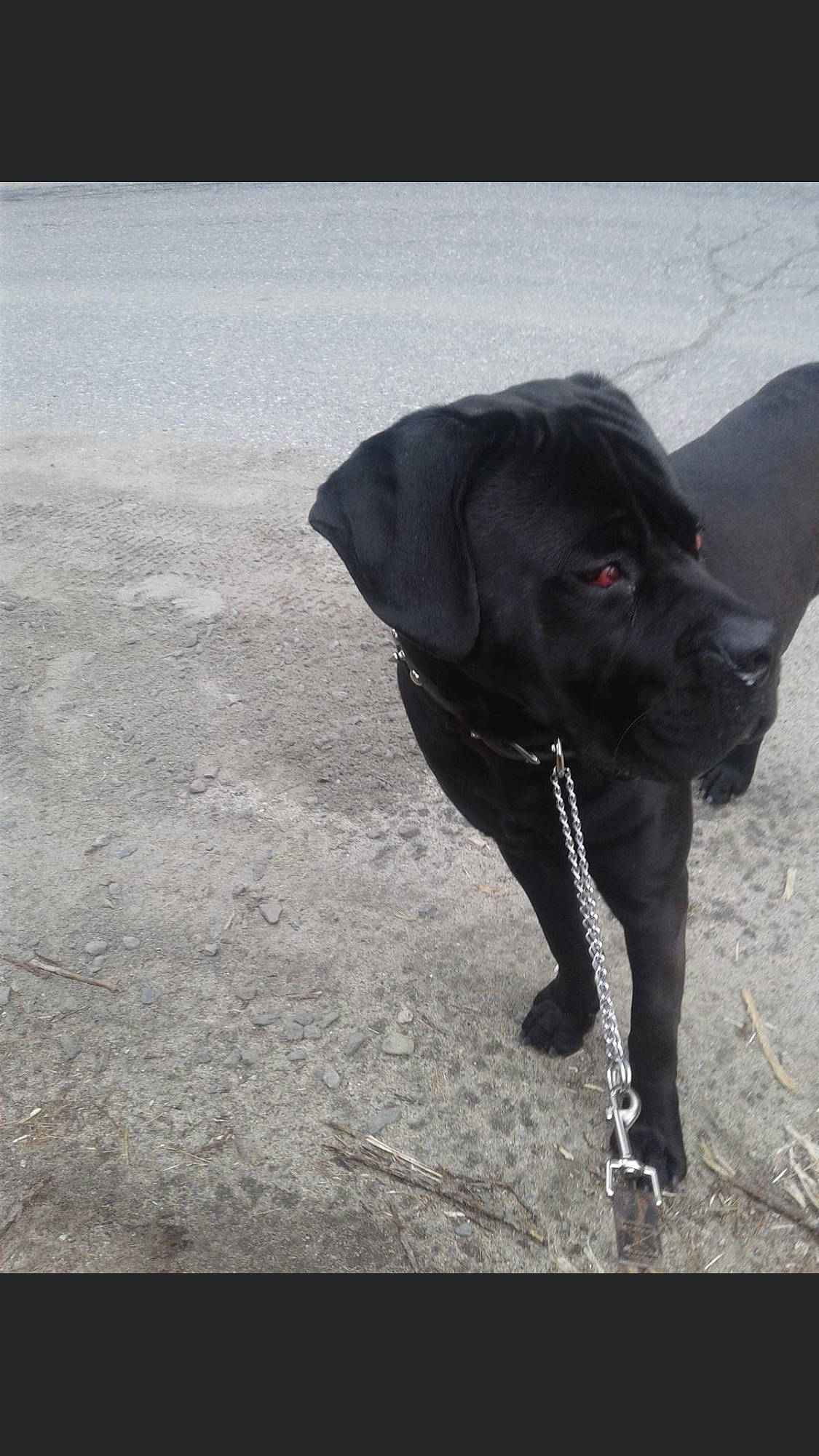 Sirius is registered to the contest to win money with this photo: beagador, borador, cane_corso, canidae, carnivore, dog, dog_breed, guard_dog, hunting_dog, labrador_retriever, patterdale_terrier, snout, sporting_group, tail