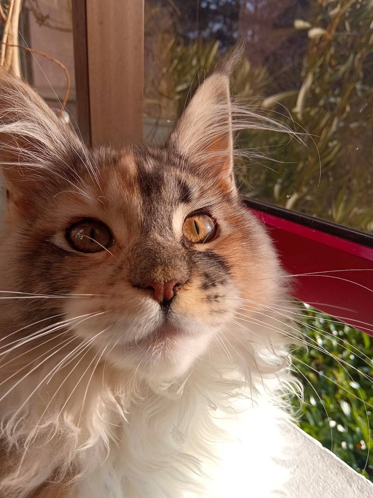 Pearl participe au concours pour gagner de l'argent avec cette photo : carnivore, cat, domestic_short_haired_cat, door, eye, fawn, felidae, fur, grass, hair, plant, small_to_medium_sized_cats, snout, tail, terrestrial_animal, tree, whiskers, window, windshield, wood