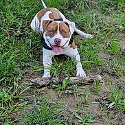 Boss a rejoint le concours — aidez-le/la à gagner de superbes lots ! dog, brown_and_white, harness, tongue_out, muddy_ground, grass, stick, playful, outdoor, pet, animal, canine, nature, greenery, lying_down, happy, ears, snout, paws, summer