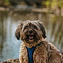 blue_harness, bokeh, bridge, brown_fur, dog, happy, medium_sized_dog, nature, outdoors, park, portrait, river, rocks, shaggy_dog, sitting, smiling, tongue_out, trees, water, wet_fur