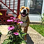 Chaos joined the competition — help win amazing prizes! dog, flower, pink_flower, plant, outdoor, sunlight, smiling_dog, happy, backyard, stairs, door, greenery, grass, pet, canine, summer, nature, garden, pavement, collar