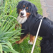 Scoot participe au concours pour gagner de l'argent avec cette photo : accessories, animal, canine, dog, face, grass, green, head, herbal, herbs, path, person, pet, photography, plant, pottedplant, rock, slate, strap, vegetation