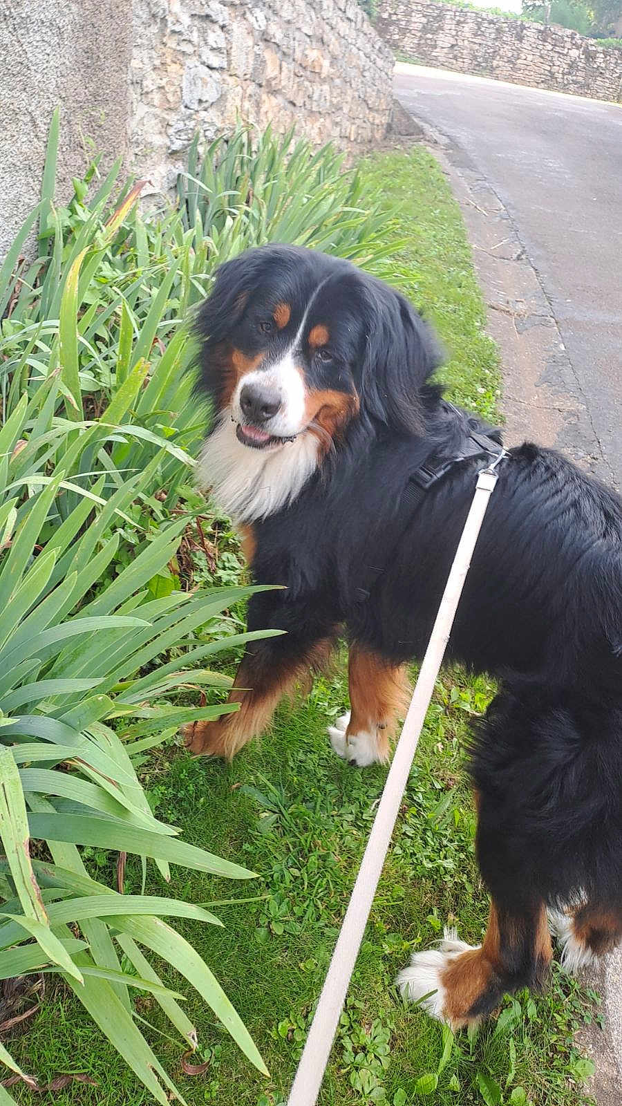 Scoot participe au concours pour gagner de l'argent avec cette photo : accessories, animal, canine, dog, face, grass, green, head, herbal, herbs, path, person, pet, photography, plant, pottedplant, rock, slate, strap, vegetation