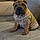 Arya