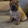 puppy, dog, shar_pei, wrinkles, couch, indoor, pet, cute, sitting, furniture, soft_lighting, brown, face, portrait, animal, young, cozy, home, fur, companion